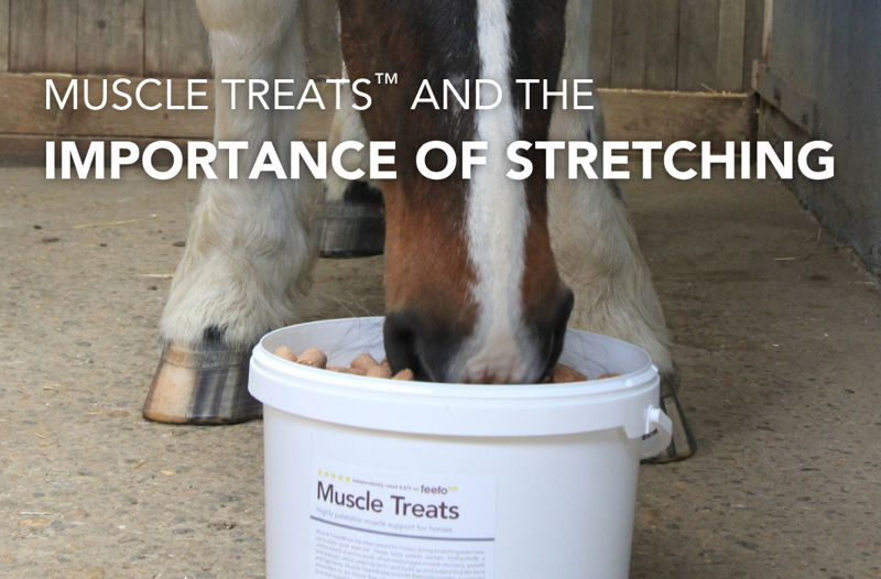 Muscle Treats™ And The Importance Of Stretching | Equine Science Matters™